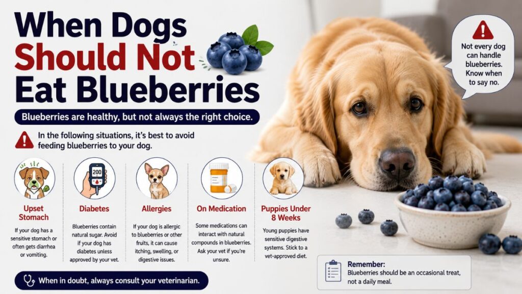 when-dogs-should-not-eat-blueberries