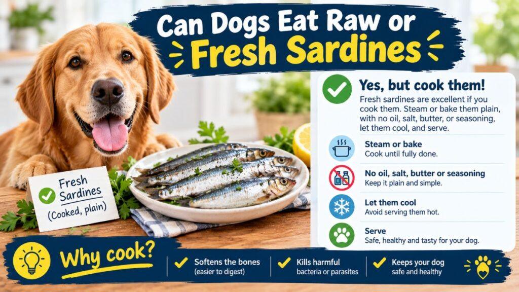 can-dogs-eat-raw-or-fresh-sardines