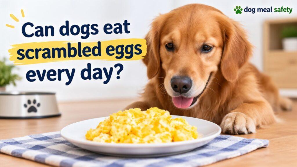 can-dogs-eat-scrambled-eggs-every-day