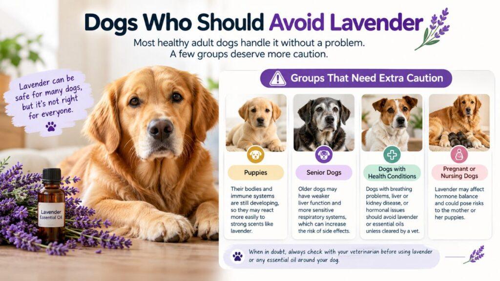 dogs-who-should-avoid-lavender
