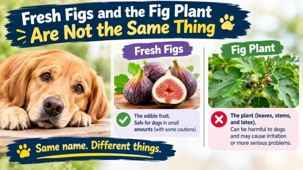 fresh-figs-and-the-fig-plant-are-not-the-same-thing