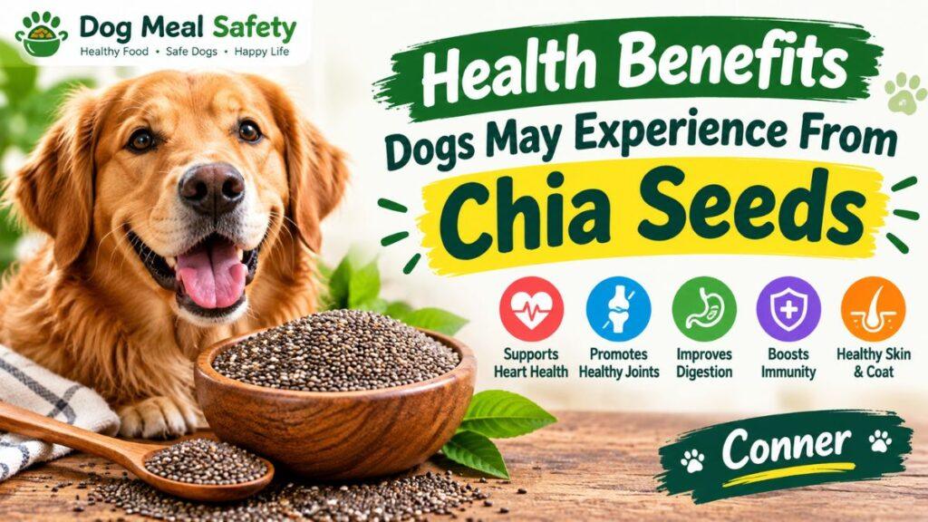 health-benefits-dogs-may-experience-from-chia-seeds