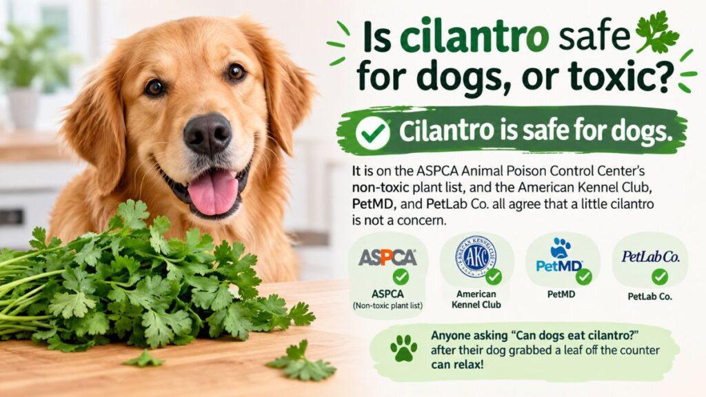 is-cilantro-safe-for-dogs-or-toxic