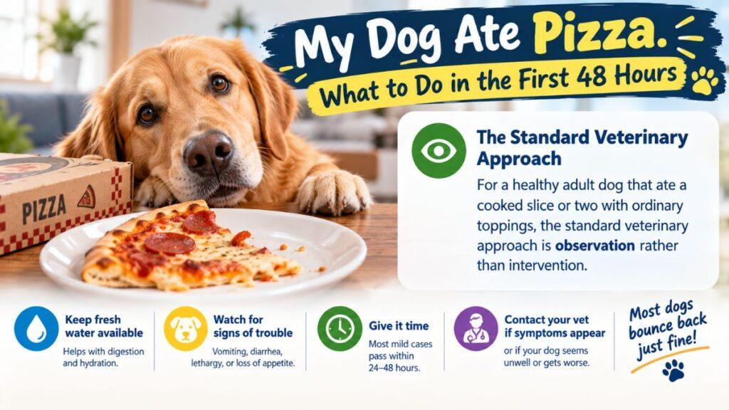 my-dog-ate-pizza-what-to-do-in-the-first-48-hours