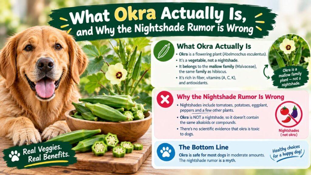 what-okra-actually-is-and-why-the-nightshade-rumor-is-wrong